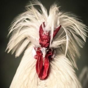 Meet your Posher, Ruth